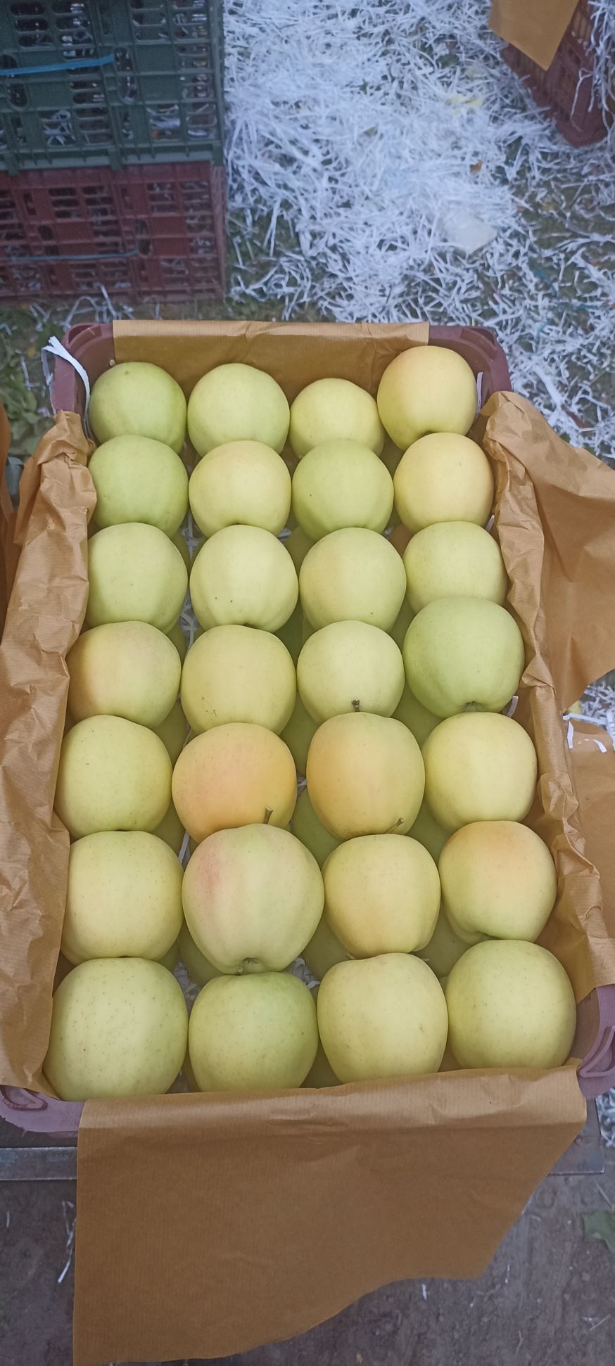 سیب درجه یک صادراتی 